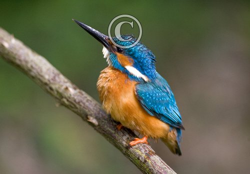 King Fisher DM0946